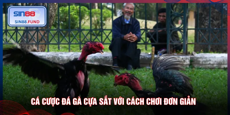 Cá cược đá gà cựa sắt với cách chơi đơn giản