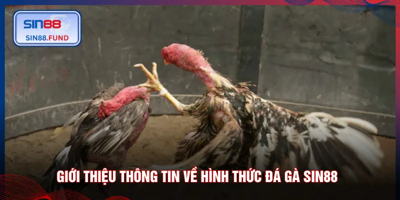 Giới thiệu thông tin về hình thức đá gà SIN88