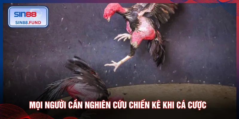 Mọi người cần nghiên cứu chiến kê khi cá cược